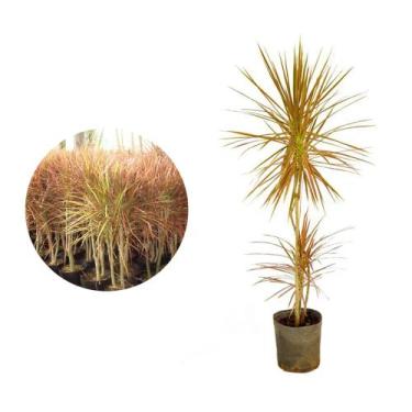 Imagem de Muda de Dracena Tricolor 20 a 40cm AMK - Plantas Online - AMK Jardinag