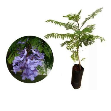 Imagem de Muda de Jacaranda Mimoso 20 a 40cm AMK - Plantas Online - AMK Jardinag