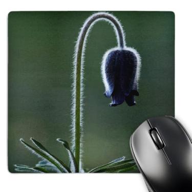 Imagem de 3dRose LLC Mouse pad 20,3 x 20,3 x 0,63 cm, flor pasque, National Park Lake Neusiedl, Áustria-Eu03 Rnu0027 - Rolf Nussbaumer (mp_72188_1)