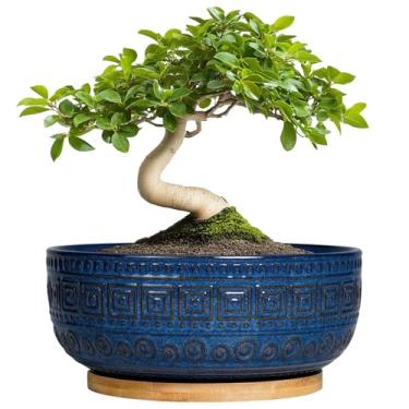 Imagem de G EPGardening Vasos de bonsai, vasos de suculentas de cerâmica, vaso redondo para plantas de interior, vaso externo moderno com ralo, porta-copos boho decoração de casa, presente de inauguração, azul