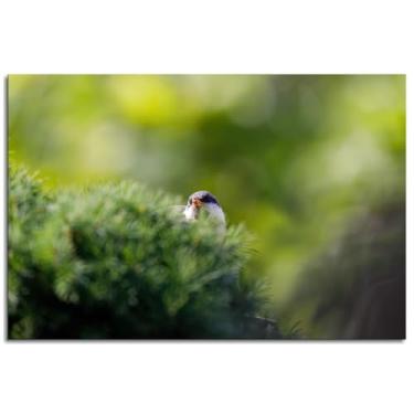 Imagem de 6 Nature Wall Art Spring Canvas Prints Poster For Home Conjunto de 1 Decorações Noframed 30.5 cm x 20.3 cm