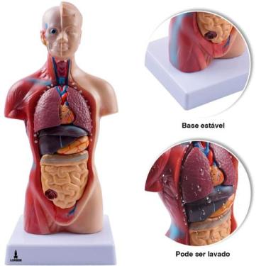 Imagem de Modelo Anatômico Torso Humano Assexuado e Órgãos 26cm 15 Partes com Su