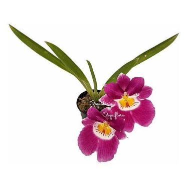 Imagem de Muda Orquídea Miltonia Colombiana Pré Adulta Planta Natural - no brand