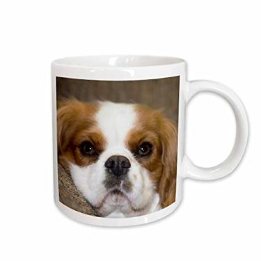 Imagem de 3dRose Caneca de cachorro Cavalier King Charles Spaniel de raça pura, 440 ml, cerâmica