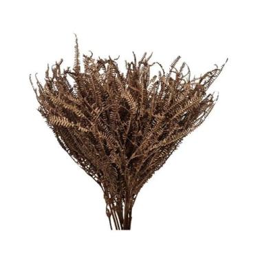 Imagem de Capim Samambaia - Sempre vivas - Natural e Desidratado - VIVA FLOR