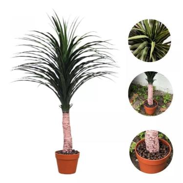 Imagem de Planta Artificial Decorativa 114x70 - Plástico Siliconado