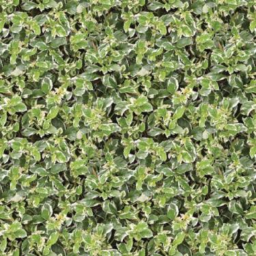 Imagem de Papel De Parede Adesivo Grama Folhagens Muro Inglês - Criptonita, 12M