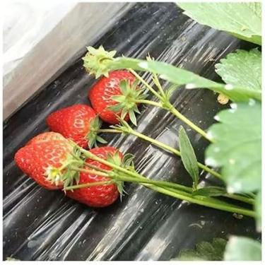 Imagem de Filmes Agrícolas Pretos Do Pe Da Morango Do Filme, Para A Tampa Plástica Da Planta Do Filme Da Cobertura Morta Do Jardim Da Estufa Da Flor Do Jardim, 1x10m