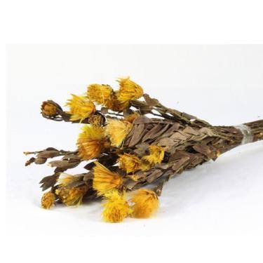 Imagem de Planta Seca Arapurama Desidratada Amarela - Pense Flores