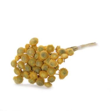 Imagem de Botão Dourado Amarelo Desidratado - Tem Flores