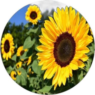 Imagem de Capa De Estepe Girassol 2