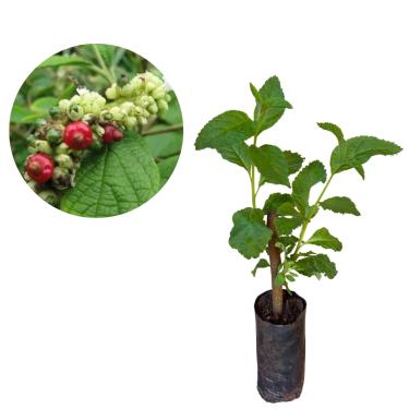 Imagem de Muda De Erva Baleeira - Planta Medicinal