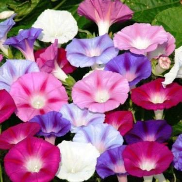 Imagem de Ipomea Purpurea Sortida/ Campainha - 300mg De Sementes - Isla