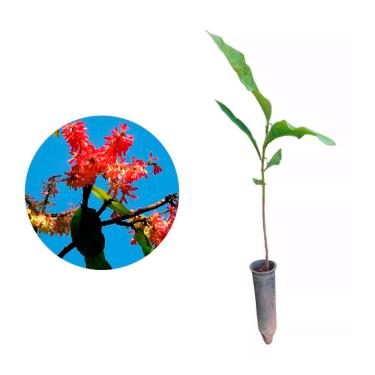 Imagem de Genérico, Muda de Pau Formiga 20 a 40cm AMK - Plantas Online