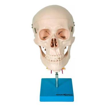 Imagem de Modelo Anatômico Cr4n10 Com Coluna C3rv1c4l 3 D3nt3s Removiv - Pool, P