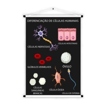 Imagem de Banner Educativo em Lona Células Humanas 70x55 cm - Core Decore