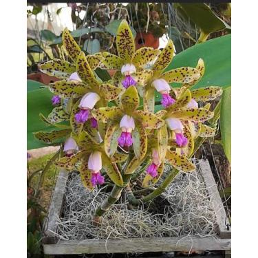 Imagem de Orquídea Cattleya Gutata: Exótica e Bela - Imperdível! - Doce L@r
