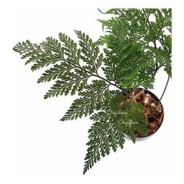 Imagem de Muda De Samambaia Renda Francesa Planta Natural - Orquiflora
