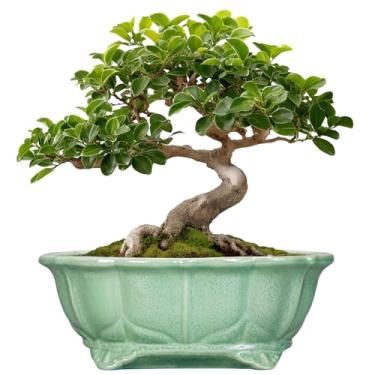Imagem de Teagas Vasos de bonsai 28 cm - vasos de cerâmica para suculentas com orifício de drenagem, vaso decorativo para uso interno, grande, externo, vaso de flores moderno para casa, oval, jardim, escritório