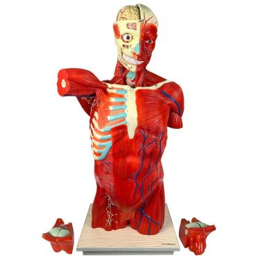 Imagem de Torso Muscular 108 Cm, Bissexual/assexuado, Com órgãos Internos, Em 27 Partes