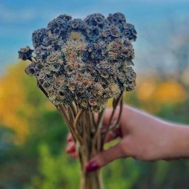 Imagem de Flor Sempre Viva Botão Cara de Coruja, Flores Secas Naturais para Artesanato, Buquê Decorativo (8)