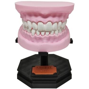 Imagem de Arcada Dentária Com Suporte Modelo 3d Dente Gengiva Boca Anatomia