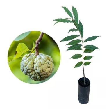 Imagem de Muda de Pinha Enxertada Altura de 0,40 cm a 0,80 cm - AMK - Jardinagem