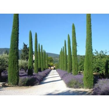 Imagem de Muda de Cipreste Vela ou Ilaliano- Verdadeiro estaca - no-brand