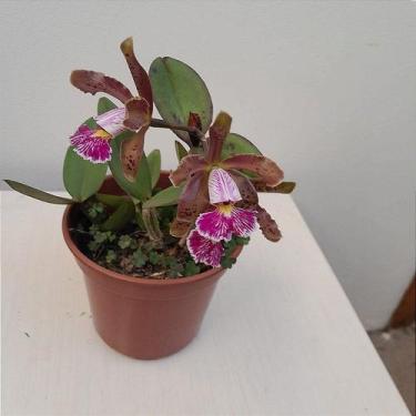 Imagem de Cattleya schilleriana muda pequena - Orquídeas & Cia