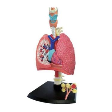 Imagem de Anatomia do Sistema Respiratório - 4D MasterMed