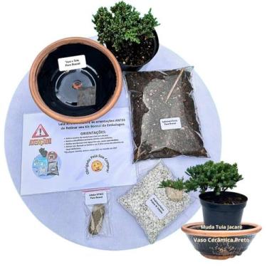 Imagem de Kit Bonsai Faça Você Mesmo Com Uma Muda De Tuia Jacaré - Vaso Cerâmica