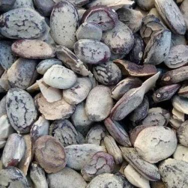 Imagem de Semente De Emburana ( Umburana, Imburana ) Semente 500 G - Temper Erva