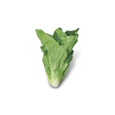 Imagem de 100 Sementes De Almeirão Pão de açúcar - SEEDS