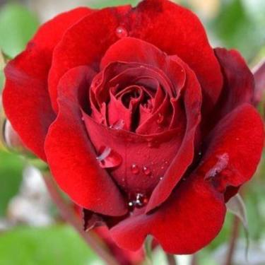 Imagem de Muda Rosa Cor Vermelho Claro Enxertado - no-brand