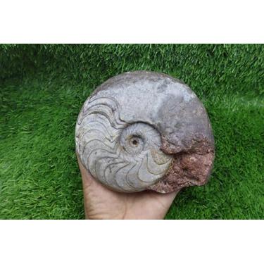 Imagem de Fósseis de fósseis de amonita Harpoceras do Marrocos, fósseis de rocha fóssil de amonitas A361