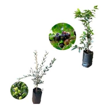 Imagem de Kit 2 Mudas - 1 Oliveira  + 1 Jabuticaba Hibrida - AMK - Jardinagem e 