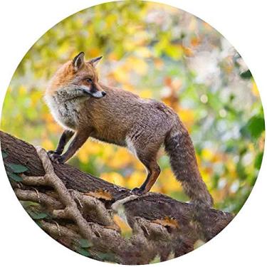 Imagem de Capa para Estepe Pneu Especial Crossfox Fox Raposa 11 CN884 - Lorben