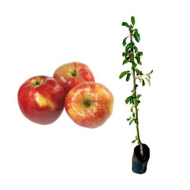 Imagem de Muda de Maçã Ana 50 a 80cm AMK - Plantas Online - AMK Jardinagem e Pai