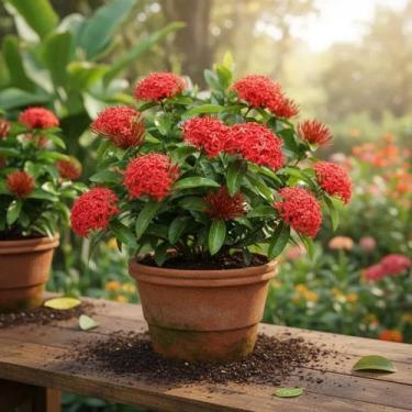 Imagem de Mini Ixora Vermelha - Planta Ornamental Compacta - no-brand