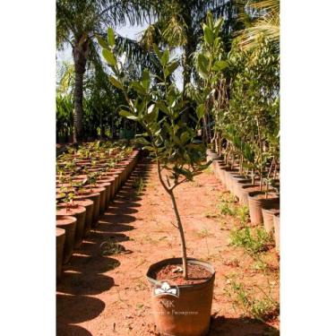 Imagem de Muda de Louro Altura de 0,40 cm a 0,80 cm - AMK - Jardinagem e Paisagi