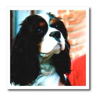 Imagem de 3dRose ht_981_1 Cavalier King Charles Spaniels - transferência de calor a ferro, 20 x 20 cm, multicolorido