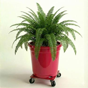 Imagem de Genérico, Vaso Quadrado de Cimento, Uso Interno, GG, Preto, Cimento, Acabamento Liso, Quadrado, Chão, Vaso de Plantas, 15x12x11 cm