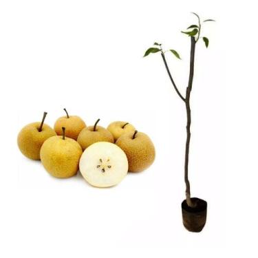 Imagem de Muda de Pera Hosui 50 a 80cm AMK - Plantas Online - AMK Jardinagem e P