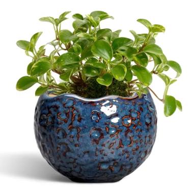 Imagem de Thirtypot Vasos de cerâmica para plantas - Vasos de plantas de 10 cm para ambientes internos e externos, pequeno vaso com orifício de drenagem, vaso de flores exclusivo, vaso redondo moderno