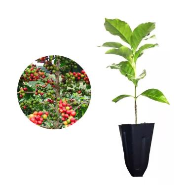 Imagem de Muda de Café Mundo Novo (Coffea arabica var. Mundo Novo) Altura de 20 a 40cm – planta frutífera produtiva e vigorosa, ideal para vasos ou solo, cultivo doméstico ou comercial, qualidade AMK