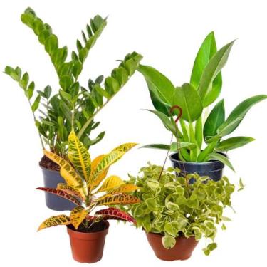 Imagem de Kit Muda Planta Natural Pacová Zamioculca Cróton Peperômia - Verde Gar