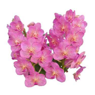Imagem de Orquídea Vanda Rosa Claro Adulta - ORQUIVITRO
