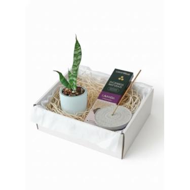 Imagem de Kit Presente Bem-Estar: Mini Espada de São Jorge em Vaso de Concreto + Incenso Natural de Lavanda + Porta Incenso Artesanal