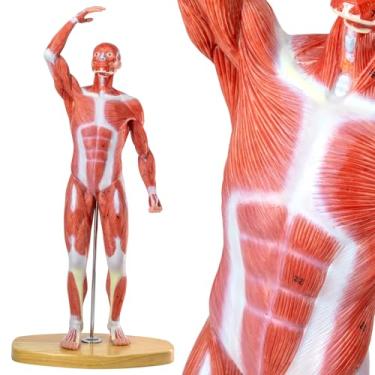 Imagem de HADWYN Modelo de músculo humano em miniatura de 50,8 cm, modelo de sistema muscular, figura muscular humana, modelo de anatomia do corpo humano para ensino de fisiologia médica