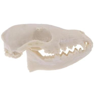 Imagem de 1 peça realista de crânio de animal selvagem, cabeça, osso, - Gloome S